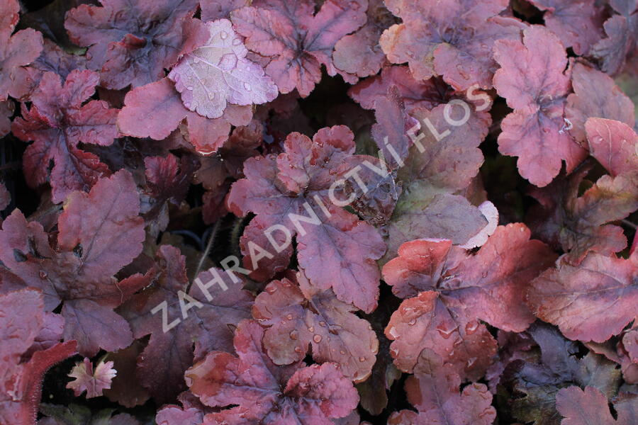 Dlužela 'Pop Art' - Heucherella ‘Pop Art’