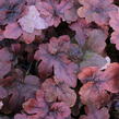 Dlužela 'Pop Art' - Heucherella ‘Pop Art’
