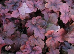 Dlužela 'Pop Art' - Heucherella ‘Pop Art’