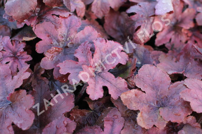 Dlužela 'Pop Art' - Heucherella ‘Pop Art’