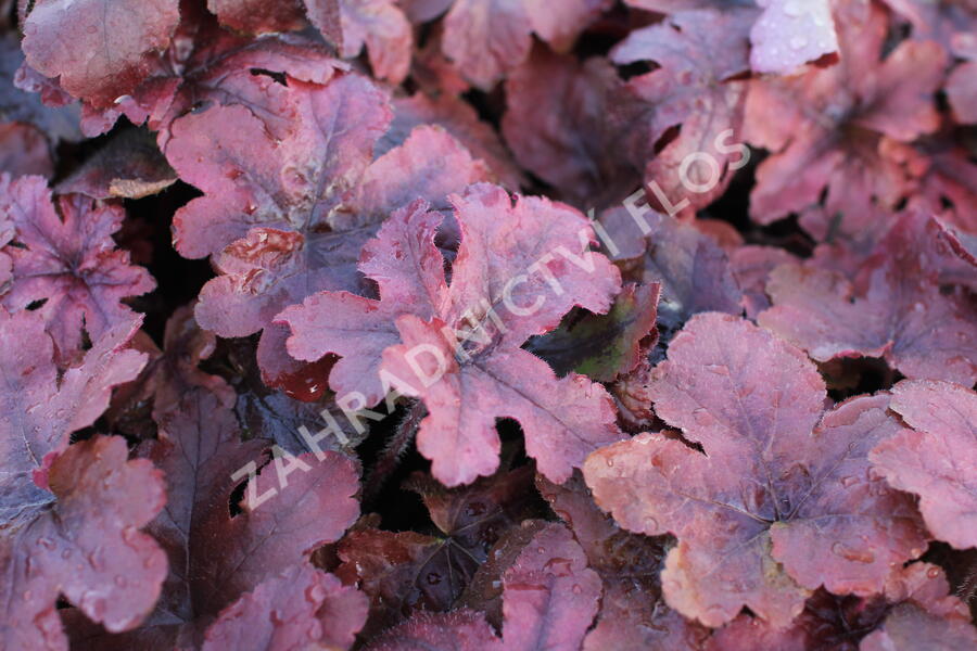 Dlužela 'Pop Art' - Heucherella ‘Pop Art’