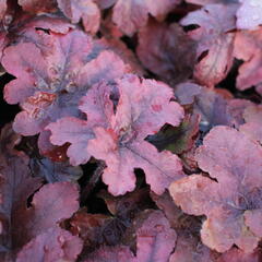 Dlužela 'Pop Art' - Heucherella ‘Pop Art’