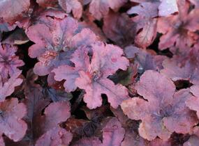 Dlužela 'Pop Art' - Heucherella ‘Pop Art’