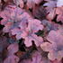 Heucherella ‘Pop Art’_01.JPG