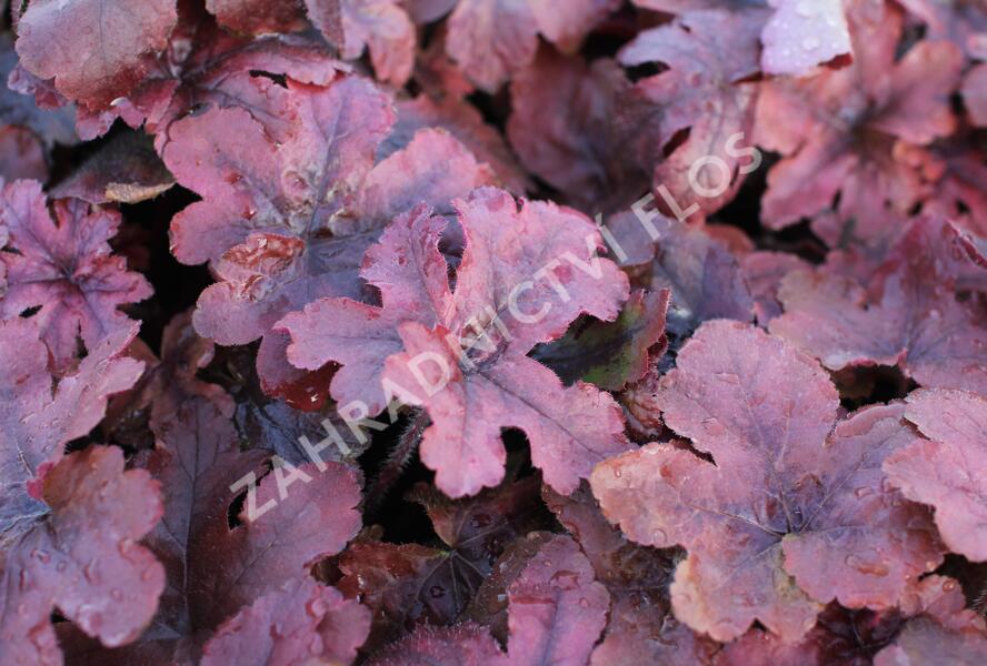 Dlužela 'Pop Art' - Heucherella ‘Pop Art’
