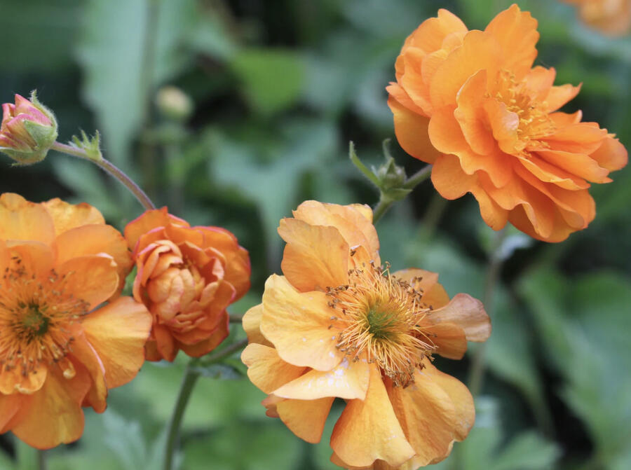 Kuklík 'Fire Storm' - Geum 'Fire Storm'