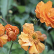 Kuklík 'Fire Storm' - Geum 'Fire Storm'