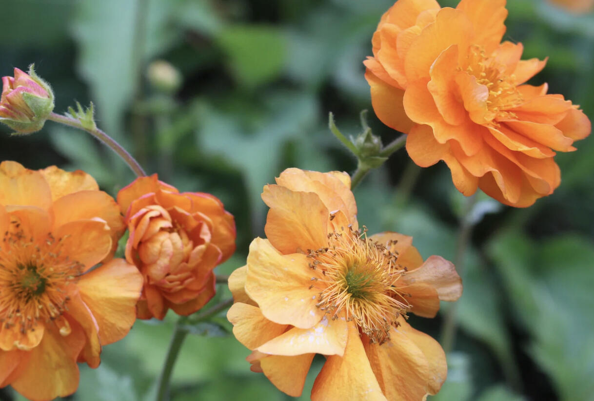 Kuklík 'Fire Storm' - Geum 'Fire Storm'