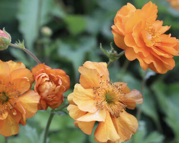 Kuklík 'Fire Storm'