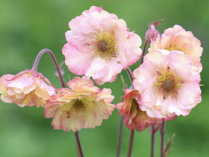 Kuklík 'Prettycoats - Geum 'Prettycoats Peach'