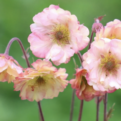 Kuklík 'Prettycoats - Geum 'Prettycoats Peach'