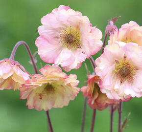 Kuklík 'Prettycoats