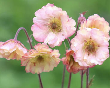 Kuklík 'Prettycoats