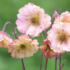 Geum 'Prettycoats Peach'.png
