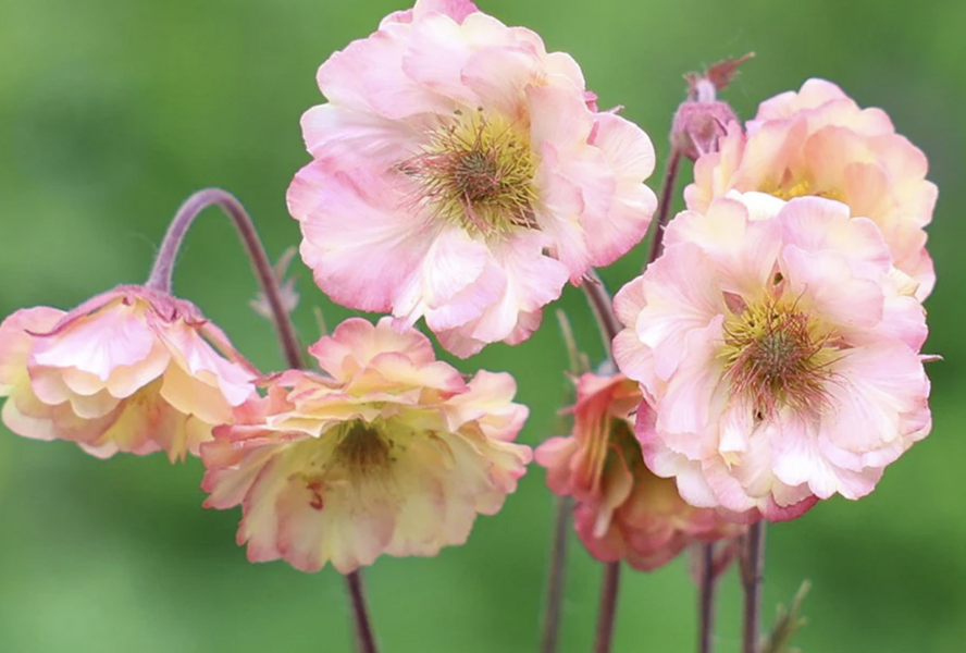 Kuklík 'Prettycoats - Geum 'Prettycoats Peach'