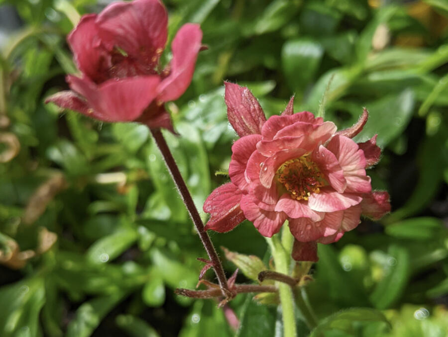 Kuklík 'Tempo Rose' - Geum 'Tempo Rose'