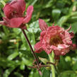Kuklík 'Tempo Rose' - Geum 'Tempo Rose'