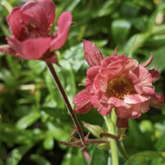 Kuklík 'Tempo Rose' - Geum 'Tempo Rose'