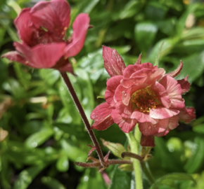 Kuklík 'Tempo Rose' - Geum 'Tempo Rose'