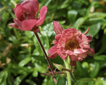 Kuklík 'Tempo Rose'