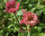 Kuklík 'Tempo Rose'