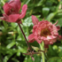 Geum 'Tempo Rose'.png