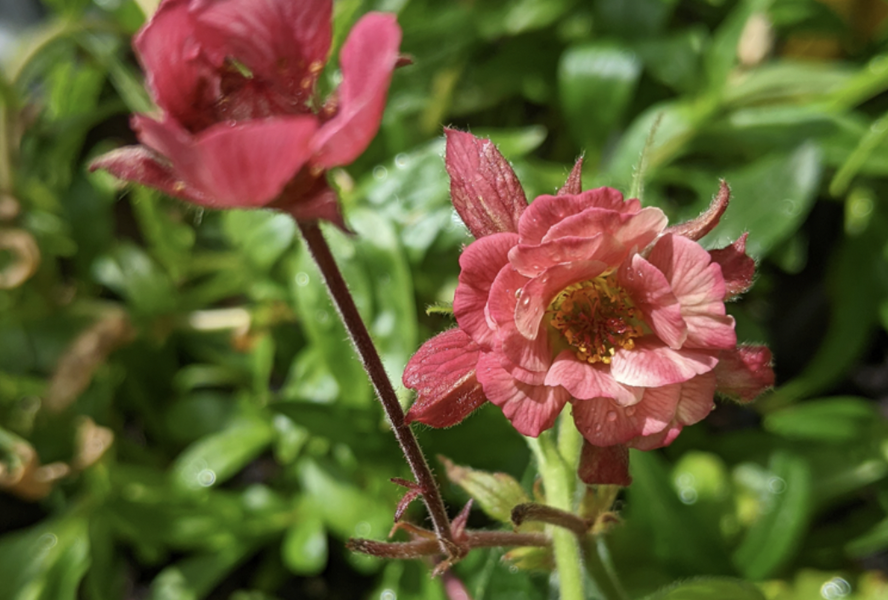 Kuklík 'Tempo Rose' - Geum 'Tempo Rose'