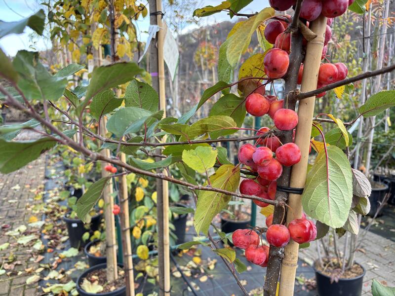 Výprodej vzrostlých stromů a keřů