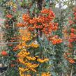 Hlohyně šarlatová - sesazený mix - Pyracantha coccinea - sesazený mix