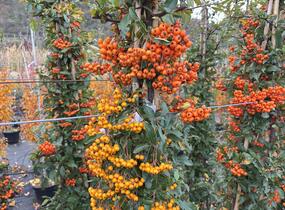 Hlohyně šarlatová - sesazený mix - Pyracantha coccinea - sesazený mix