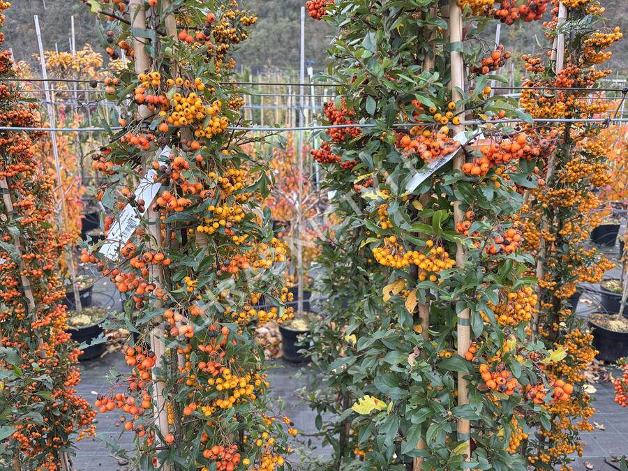 Hlohyně šarlatová - sesazený mix - Pyracantha coccinea - sesazený mix