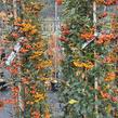 Hlohyně šarlatová - sesazený mix - Pyracantha coccinea - sesazený mix