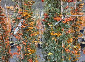 Hlohyně šarlatová - sesazený mix - Pyracantha coccinea - sesazený mix