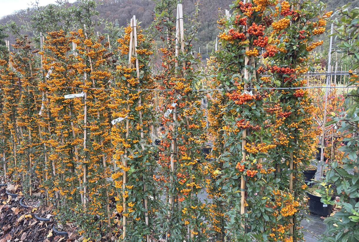 Hlohyně šarlatová - sesazený mix - Pyracantha coccinea - sesazený mix