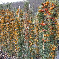 Hlohyně šarlatová - sesazený mix - Pyracantha coccinea - sesazený mix