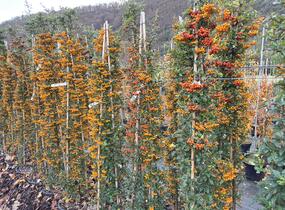 Hlohyně šarlatová - sesazený mix - Pyracantha coccinea - sesazený mix