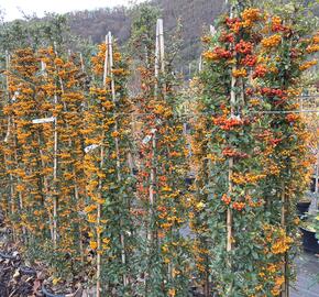 Hlohyně šarlatová - sesazený mix - Pyracantha coccinea - sesazený mix