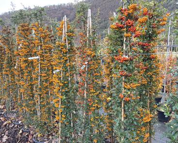 Hlohyně šarlatová - sesazený mix