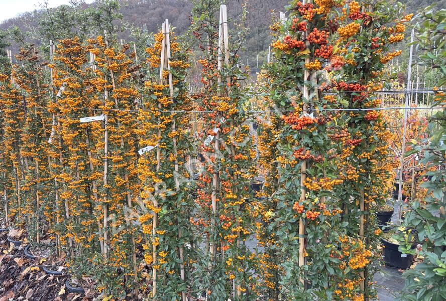 Hlohyně šarlatová - sesazený mix - Pyracantha coccinea - sesazený mix
