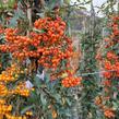 Hlohyně šarlatová - sesazený mix - Pyracantha coccinea - sesazený mix