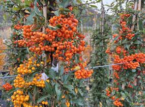 Hlohyně šarlatová - sesazený mix - Pyracantha coccinea - sesazený mix