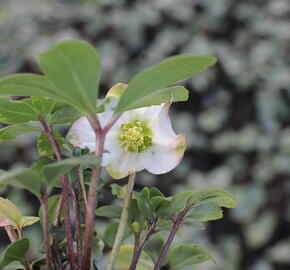 Čemeřice 'Ivory Prince' - Helleborus ericsmithii 'Ivory Prince'