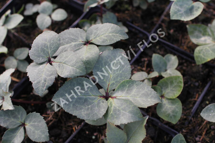 Čemeřice 'Ivory Prince' - Helleborus ericsmithii 'Ivory Prince'