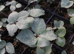 Čemeřice 'Ivory Prince' - Helleborus ericsmithii 'Ivory Prince'