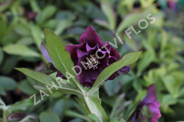 Čemeřice východní 'Double Ellen Red' - Helleborus orientalis 'Double Ellen Red'
