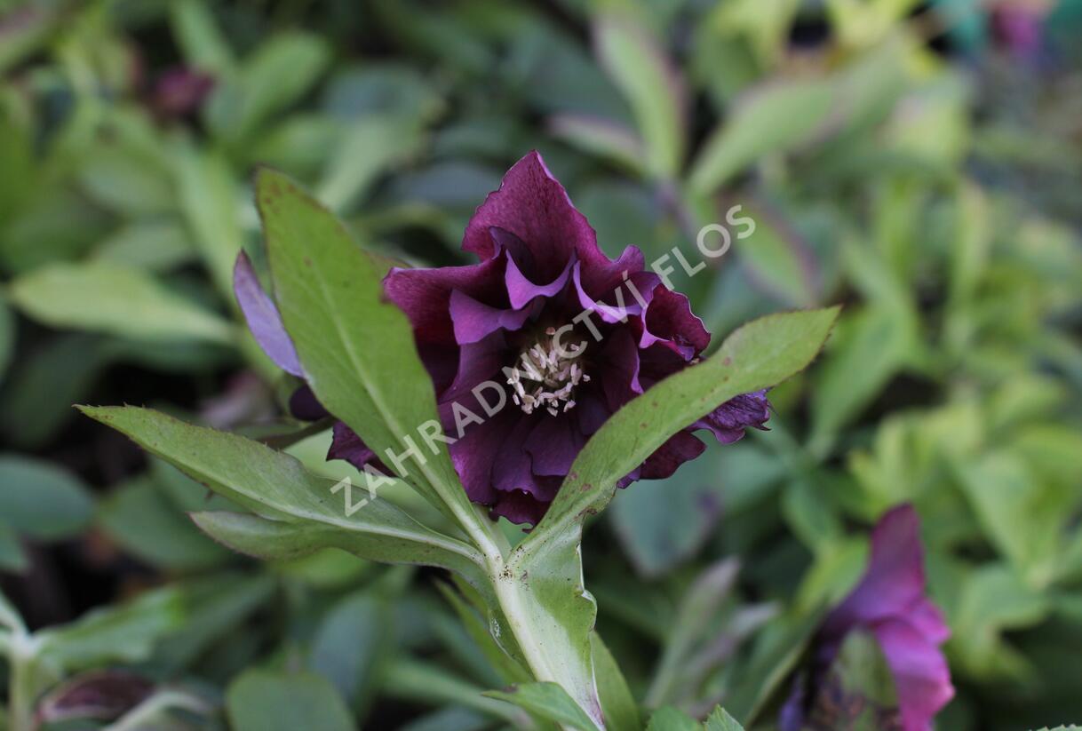 Čemeřice východní 'Double Ellen Red' - Helleborus orientalis 'Double Ellen Red'