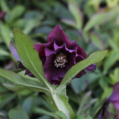 Čemeřice východní 'Double Ellen Red' - Helleborus orientalis 'Double Ellen Red'