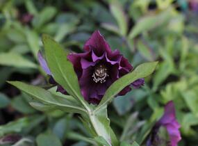 Čemeřice východní 'Double Ellen Red' - Helleborus orientalis 'Double Ellen Red'