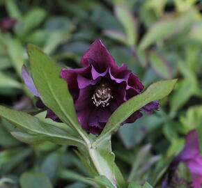 Čemeřice východní 'Double Ellen Red' - Helleborus orientalis 'Double Ellen Red'
