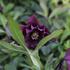 Helleborus orientalis 'Double Ellen Red'_01.JPG